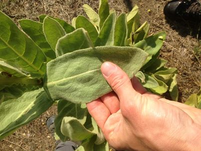 Common Mullein Leaves