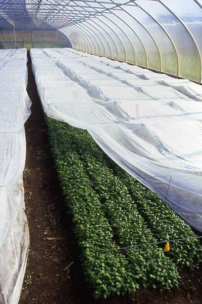 A photo of row cover within a high tunnel, used to moderate temperature extremes. Photo credit: Barbara Damrosch, Four Season Farm