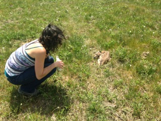 Baby Pronghorn 2