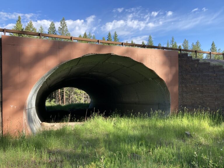 An introduction to the wildlife crossing structures that help animals ...